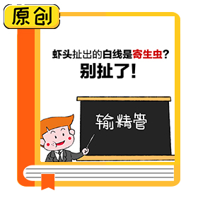 蝦頭扯出的白線是寄生蟲？別扯了！ (3)